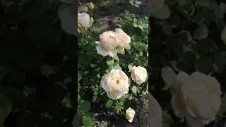 Троянда Чарльз Дарвін