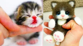 Best Kittens Videos - Am I So Cute? | Ep. #3