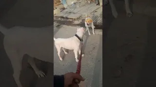 Dogo Argentino vs two street dogs