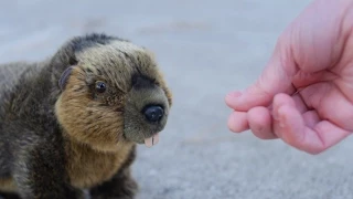 BEAVER ATTACKS BOY!