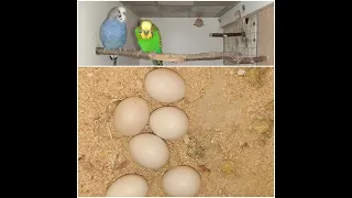 Самка попугая бросила кладку яиц.Самка папугая кiнула яйкі.The female parrot threw a clutch of eggs.