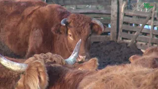 Opłacalność chowu bydła mięsnego. Jak ją oceniają hodowcy?