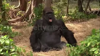 INSANE - THIS GORILLA DEMANDS MUSIC FROM ZOOKEEPER CARL (1992)