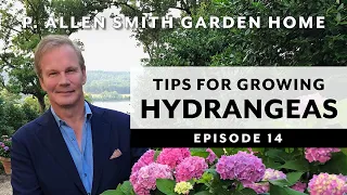 Hydrangeas | Growing Tips & FAQ: Garden Home VLOG (2019) 4K