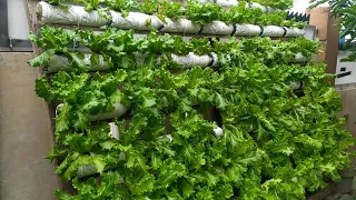 Creative idea ~ Growing vertical hydroponic lettuce using plastic bottles || hydroponic farming