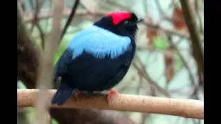 The Birds of Tobago