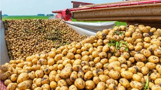 How Harvest Thousand Tons of Potato with Modern Machine | Potato chip,French fries Making in Factory