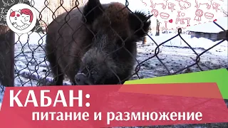 Кабан Питание  и  размножение на ilikepet