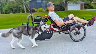 Taking our Husky for a TRIKE Ride!