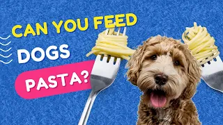 Can You Feed Dogs Pasta?