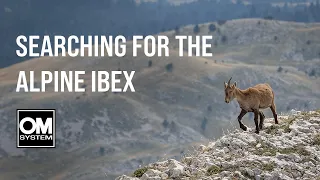 In search of the ALPINE IBEX in the French Alps - Wildlife Photography - OM System OM-1