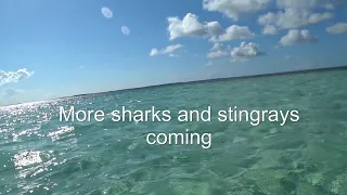 Swimming with Stingrays and Sharks at Coco Cay Bahamas