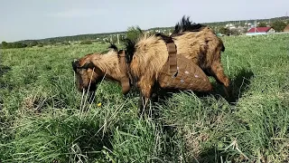 Козел должен быть свой!// Сколько мне обходится содержание козла