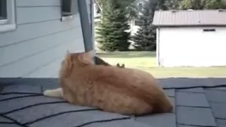 Кот и белка лучшие друзья Cat and squirrel are best friends