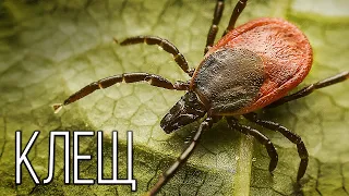 Tick: A small parasite | Interesting facts about ticks