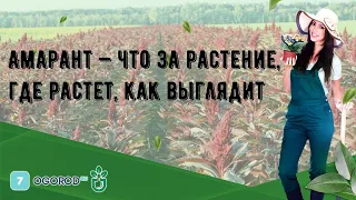 Амарант — что за растение, где растет, как выглядит