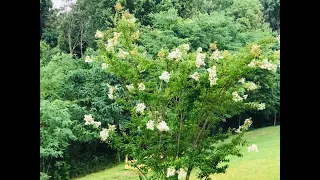 4K Evening Rain Sounds and Relaxing Nature Video from Porch | Sleep, Relax, Study, Meditate - HD