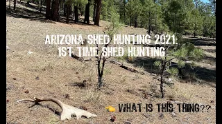 AZ Shed Hunting 2021: 1st Time Shed Hunting