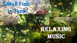 Small Live fish | Fish Tank | Relaxing | TM sense