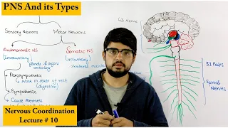 Peripheral Nervous System | PNS |