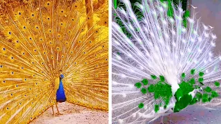 Peacock In The Wind, Beautiful, Colourful, Natural Peacocks Video #27 , Beauty of peacocks #nature
