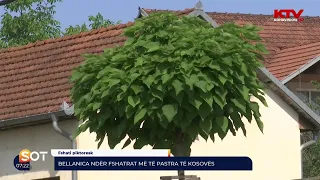 Bellanica ndër fshatrat më të pastra të Kosovës   24 06 2022