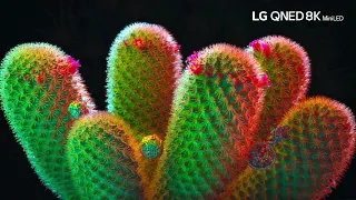 LG QNED 8K Demo Video : Shine 8K HDR