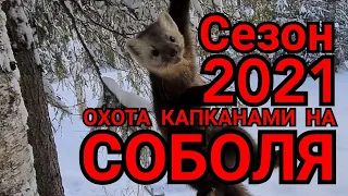 Зима 2020-21 Охота на #СОБОЛЯ