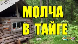 ТАЙГА | МОЛЧА В ТАЙГЕ