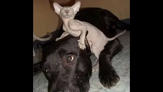 😺 Look what kind of dog I have! 🐶 Funny video with dogs, cats and kittens! 🐱