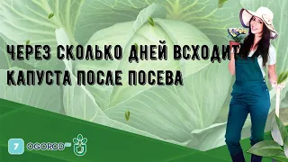 Через сколько дней всходит капуста после посева