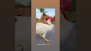 puppy and cock friendship puppy riding on cock #dogs#cock#shorts#youtubeshorts#shortsvideo