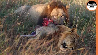 Male Lion Pays The Price For Attempting To Murder Cubs