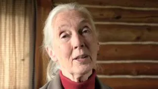 My Dream. Dr. Jane Goodall