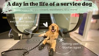 A day in the life of a service dog! | Doctors appointment, escalators, and more!