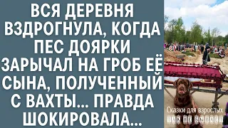 Вся деревня вздрогнула, когда пес доярки зарычал на гроб, полученный с вахты… Правда шокировала…