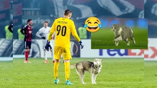 Funniest Moments With Animals On the Football Pitch