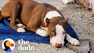 Woman Rescues Pittie From Dumping Ground | The Dodo