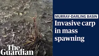 Waterways and rivers plagued with invasive carp after floods in the Murray-Darling Basin