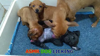 Puppy Lying On His Back for Mom and Brother to Lick – ASMR Dog Licking