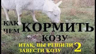 Чем и как кормить коз? Кормление коз по-простому.