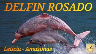 DELFINES ROSADOS Leticia Amazonas