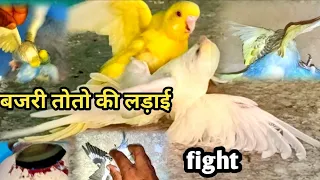 Budgies Parrot Fight Reason & Solution / how to stop austrelian parrot fight / bajrigar birds