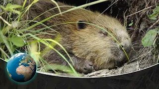 The Beavers are back - Busy river monsters at work