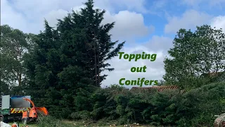 Topping Conifers