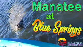 Manatees at Blue Spring and kayaking around Hontoon Island