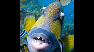 Titan Trigger Fish crunches Giant Clam