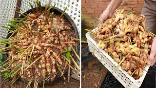 The secret to growing ginger at home with many roots - Large roots