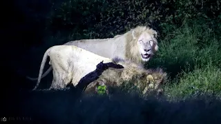 White Lion visits Camp for a Drink of water with Brothers - Kruger Park