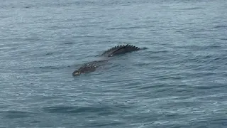 'He's a Monster': Giant Crocodile Spotted in Far North Queensland